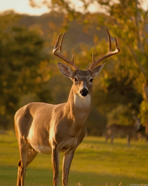 Deer In A Landscape Animals Painting By Numberss.png