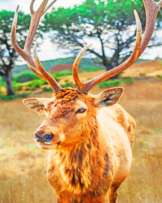 Deer In The Forest New Painting By Numberss.png