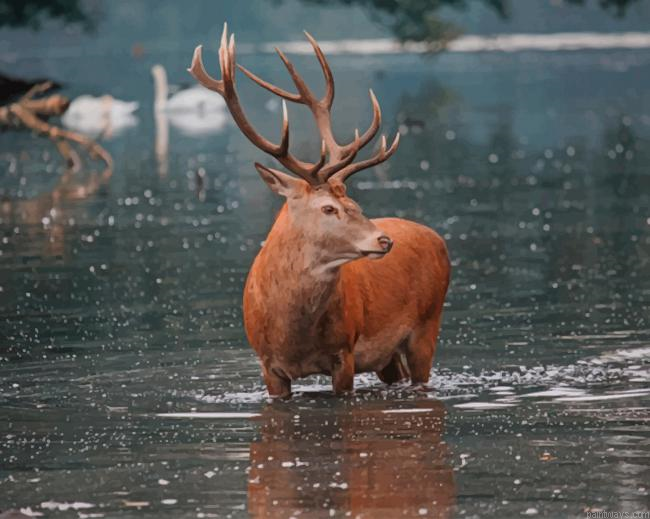 Deer In Water New Painting By Numberss.png