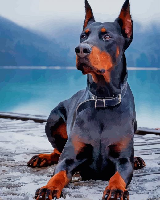 Doberman New Painting By Numberss.png