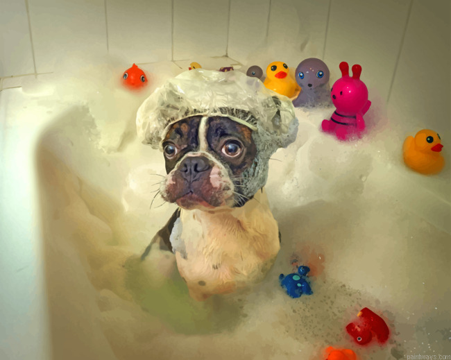 Dog In Bath Painting By Numbers.png
