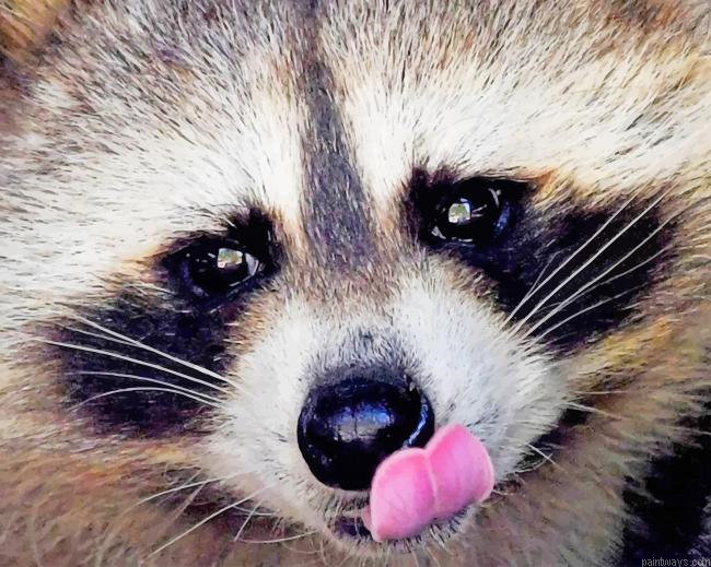 Dog Raccoon New Painting By Numberss.png