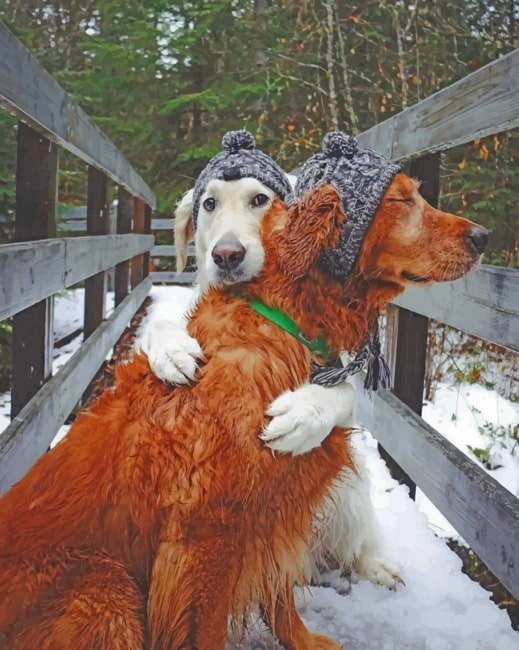 Dogs Cuddling Animals Painting By Numberss.png