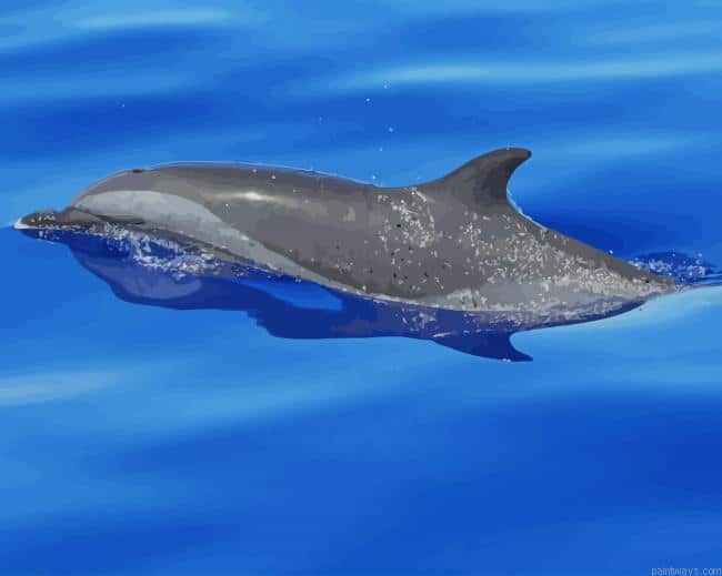 Dolphin New Painting By Numberss.png