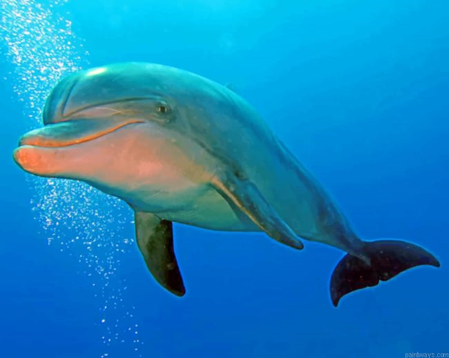 Dolphin Under Water Animals Painting By Numberss.png