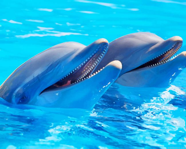 Dolphins Fish New Painting By Numberss.png