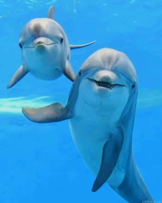 Dolphins Playing New Painting By Numberss.png