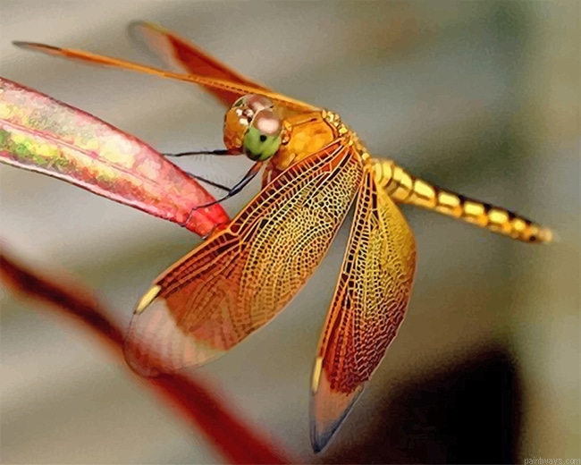 Dragonfly New Painting By Numberss.png