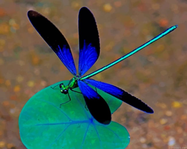 Dragonfly On A Leaf Insects Painting By Numberss.png
