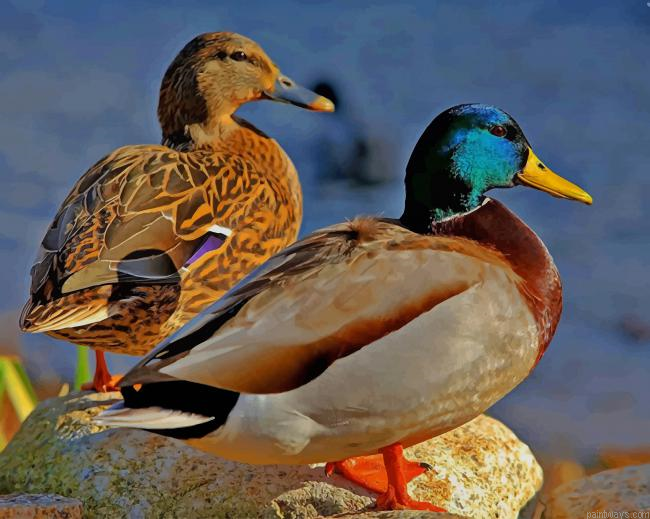 Ducks In Sunshine New Painting By Numberss.png