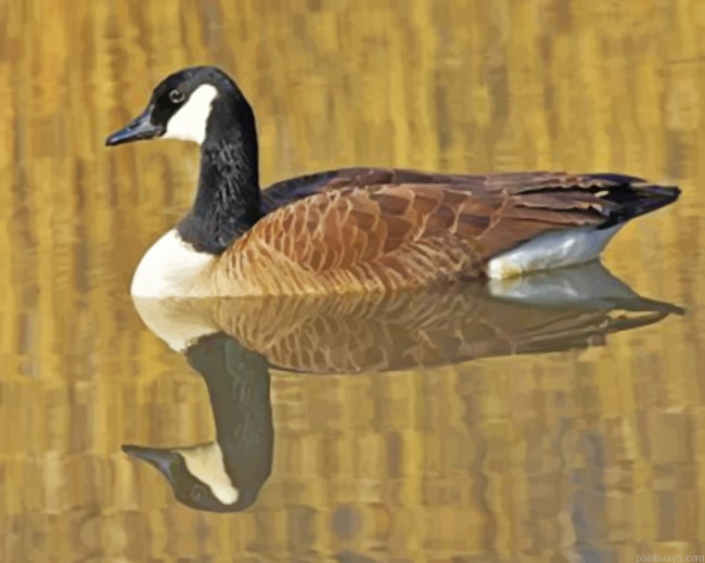 Ducks Reflection In Water New Painting By Numberss.png