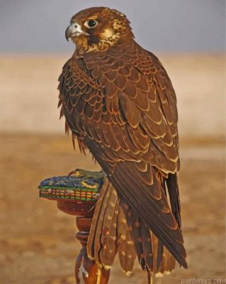 Eagle Desert Bird Painting By Numbers.png