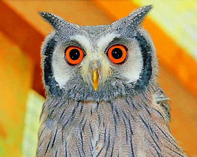 Eastern Screech Owl Birds Painting By Numberss.png