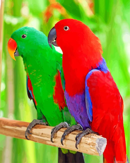 Eclectus Parrots Birds Painting By Numberss.png