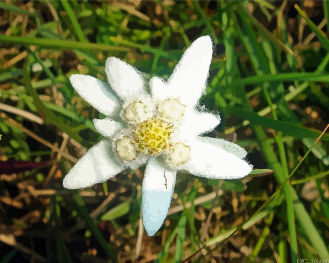 Edelweiss Plant Painting By Numberss.png