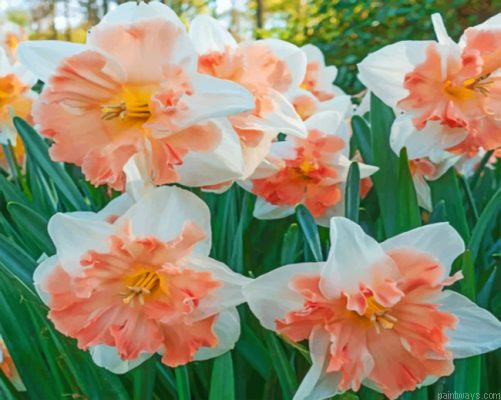 Edinburgh Daffodils Painting By Numbers.png