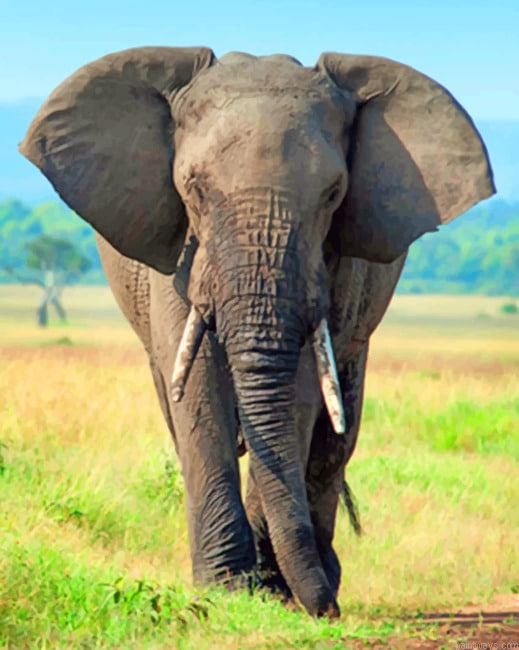 Elephant Animals Painting By Numberss.png