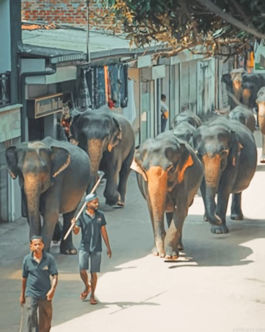 Elephant In Sri Lanka Animals Painting By Numberss.png