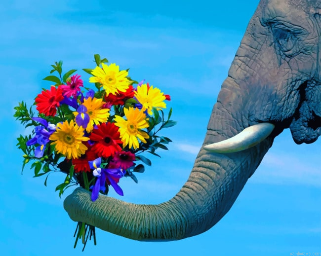 Elephant Trunk With Flower Animals Painting By Numberss.png