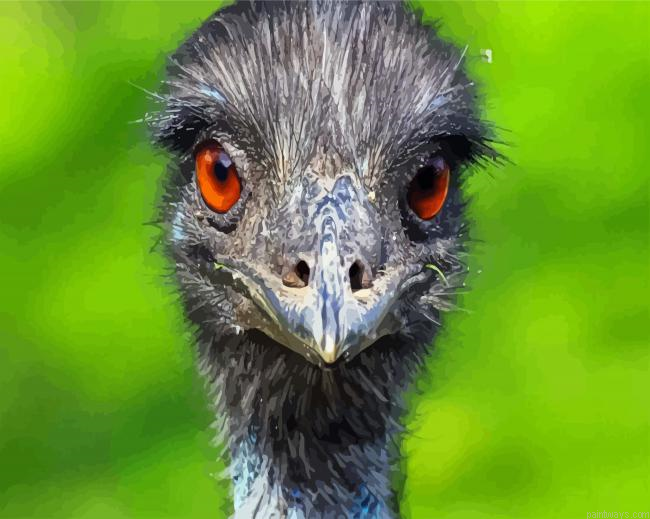 Emu Bird Head Painting By Numberss.png