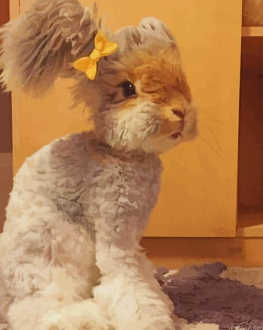 English Angora Rabbit New Painting By Numberss.png
