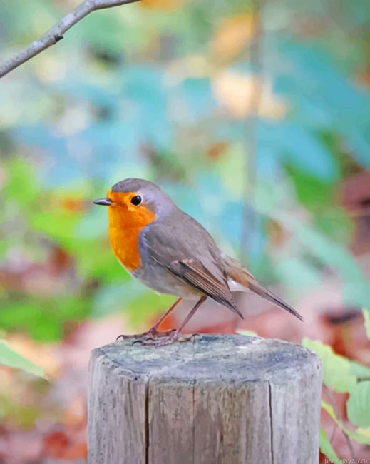 European Robin Birds Painting By Numberss.png
