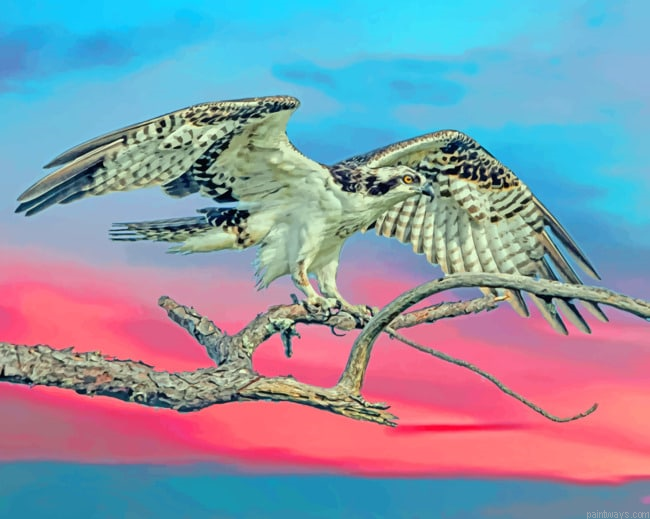 Falcon Bird Animals Painting By Numberss.png
