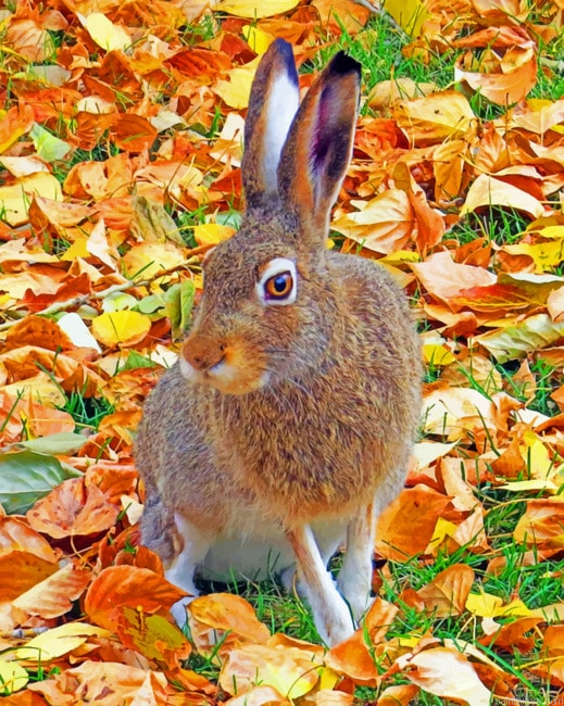 Fall Bunny Animals Painting By Numberss.png