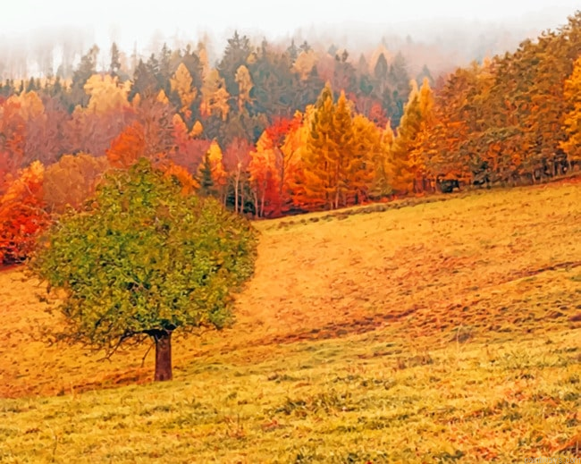 Fall Nature Autumn Painting By Numberss.png