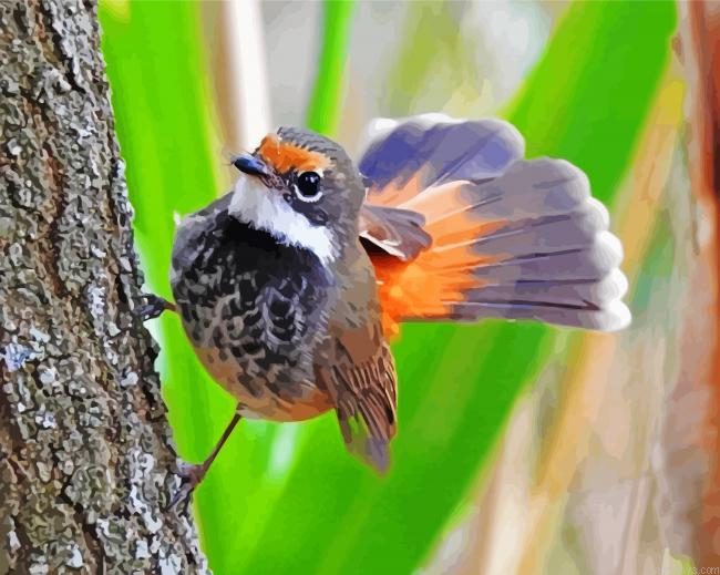 Fantail Bird Animal Painting By Numberss.png