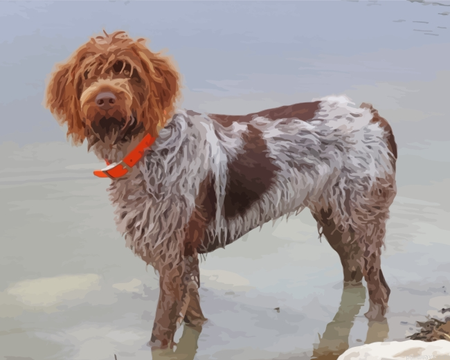 Female Wirehaired Pointing Griffon Painting By Numbers.png