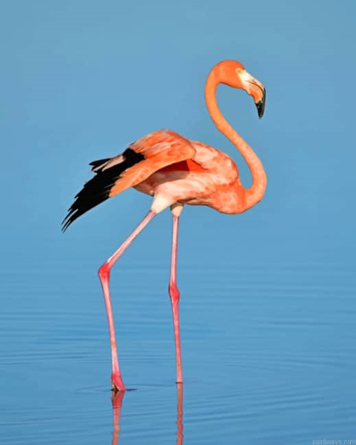 Flamingo Bird On Water Birds Painting By Numberss.png
