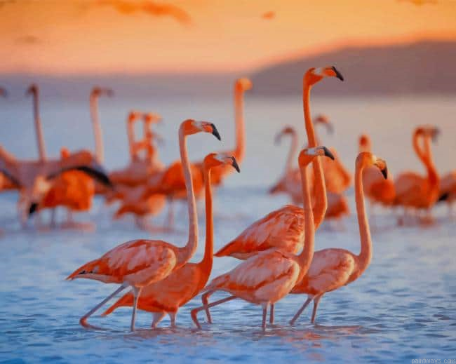 Flamingo Flock In Water New Painting By Numberss.png
