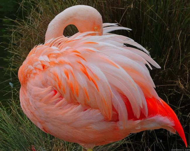 Flamingo In Sleeping Position New Painting By Numberss.png