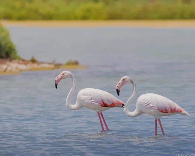 Flamingos New Painting By Numberss.png
