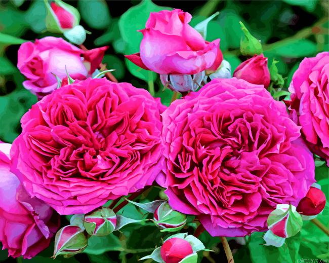 Floribunda Roses Flowers Painting By Numberss.png