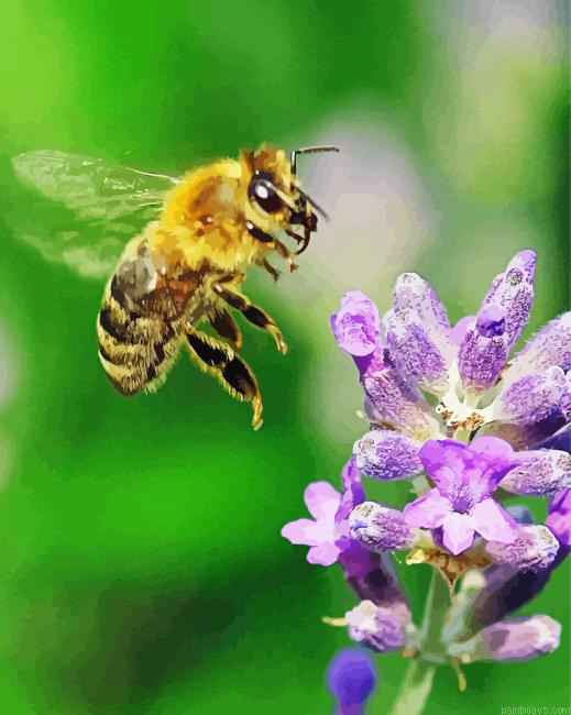 Flower With Bee Insect Painting By Numberss.png