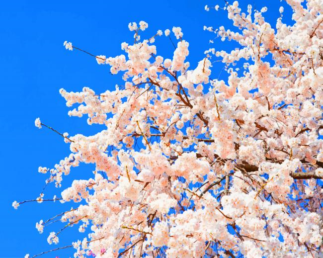 Flowers Cherry Tree Spring White New Painting By Numberss.png