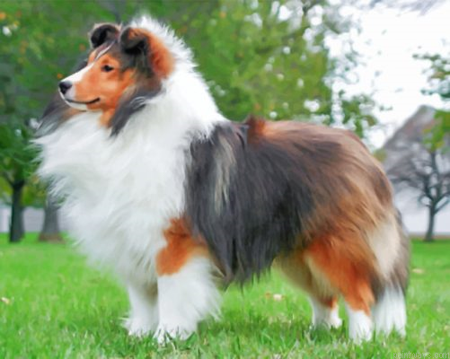 Fluffy Sheltie Painting By Numbers.png