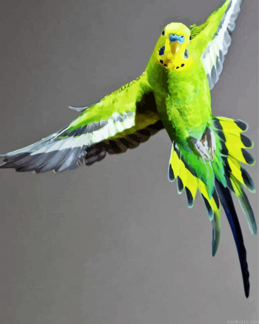 Flying Budgerigar Painting By Numberss.png