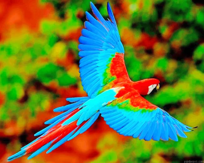 Flying Colorful Parrot New Painting By Numberss.png
