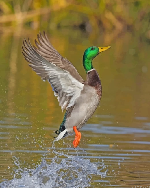 Flying Mallard Painting By Numbers.png