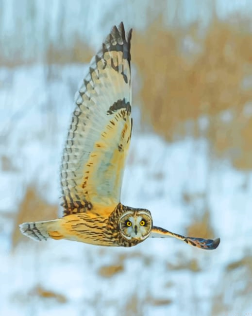 Flying Owl New Painting By Numberss.png