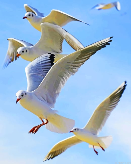 Flying Seagulls Animals Painting By Numberss.png