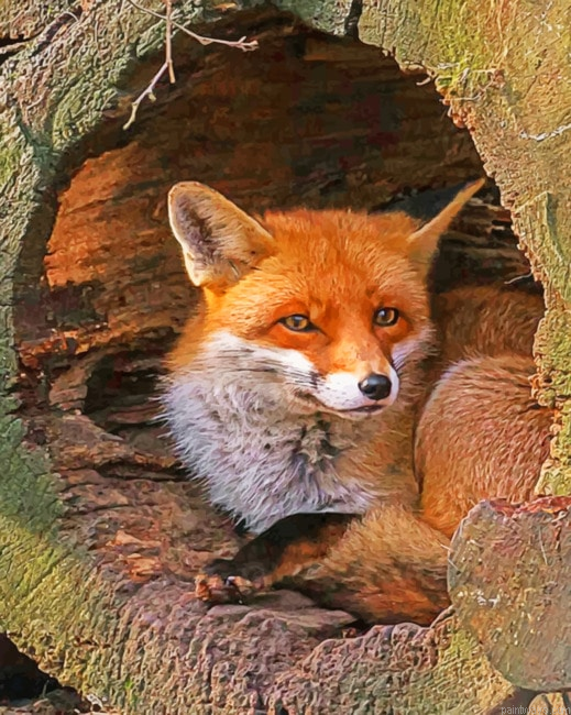 Fox In A Hallow Log Animals Painting By Numberss.png