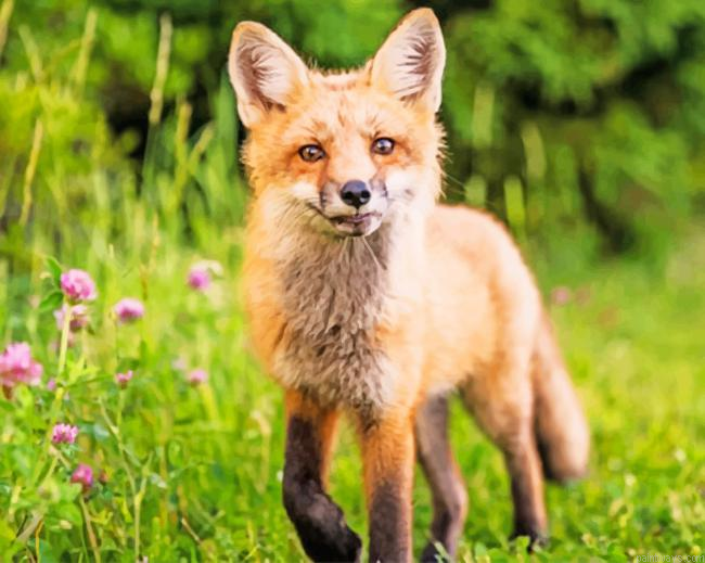 Fox In The Wild New Painting By Numberss.png