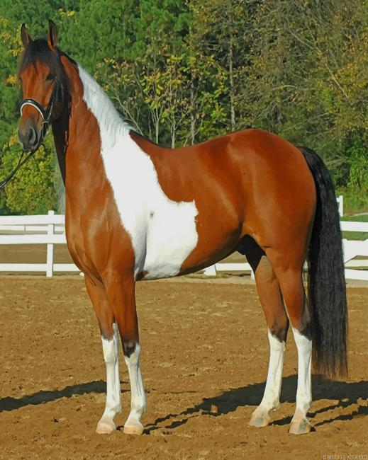 Friesian Horse Painting By Numbers.png