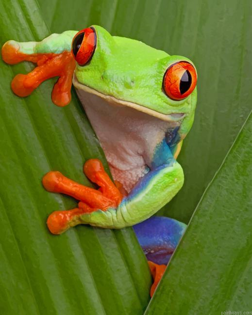 Frog With Red Eyes New Painting By Numberss.png