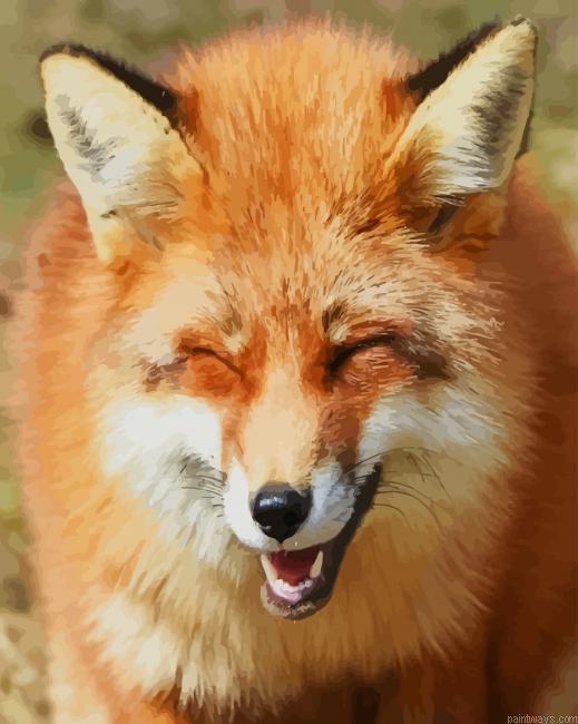 Funny Fox New Painting By Numberss.png