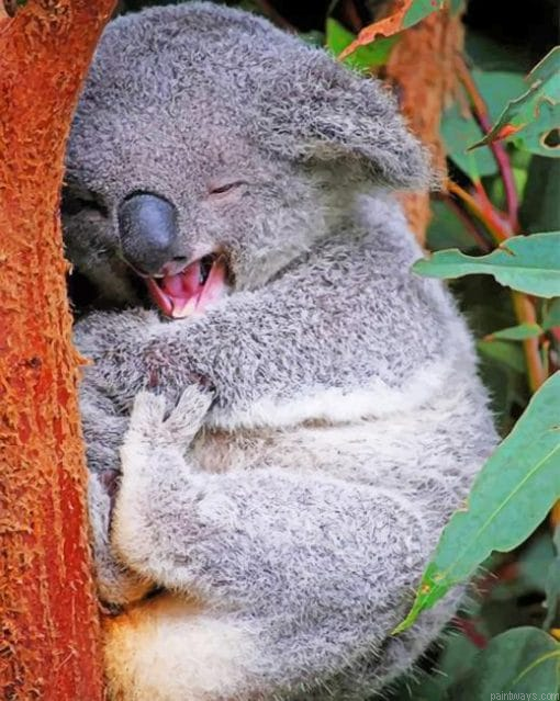 Funny Koala Painting By Numbers.png